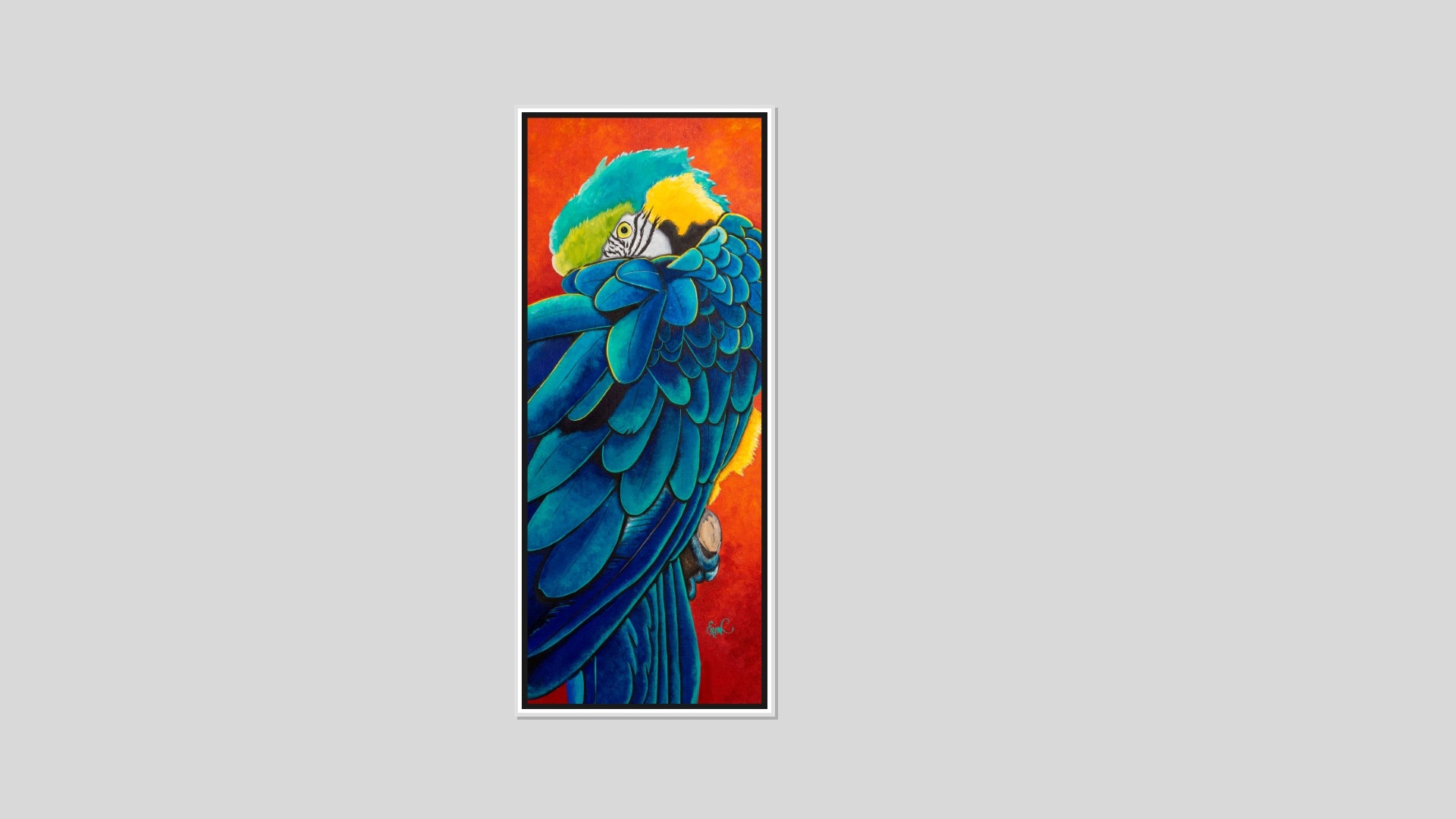 Pretty Preener – blue and gold macaw fine art print